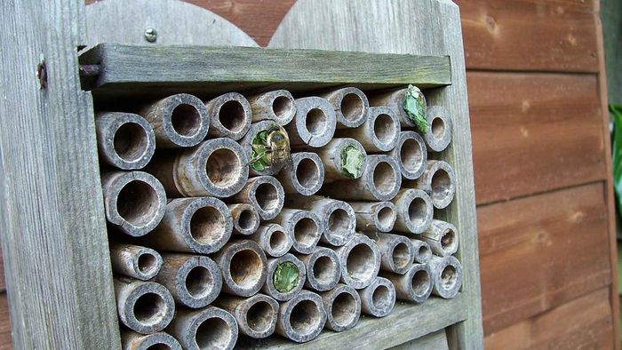 Nisthilfe für Wildbienen. Foto: PollyDot / CC0 1.0 / pixabay.com