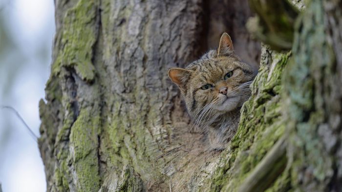Wildkatze im Baum. Foto: Shutterstock.com