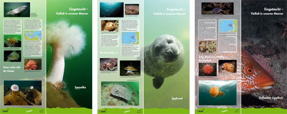 Drei Schaubilder der BUND-Wanderausstellung "Eingetaucht – Vielfalt in unseren Meeren"