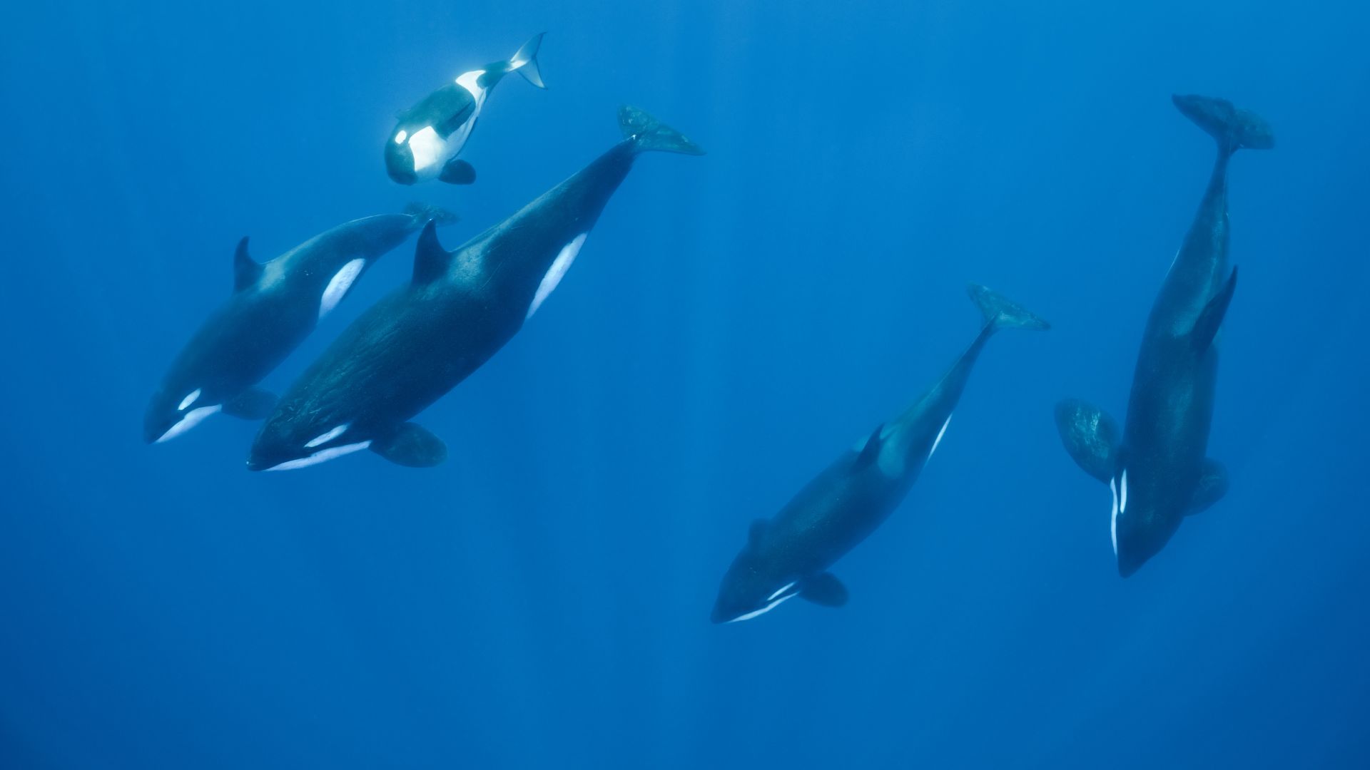 In engen Familienbanden, sogenannten Schulen, sind Orcas auf Nahrungssuche in den Weltmeeren unterwegs.