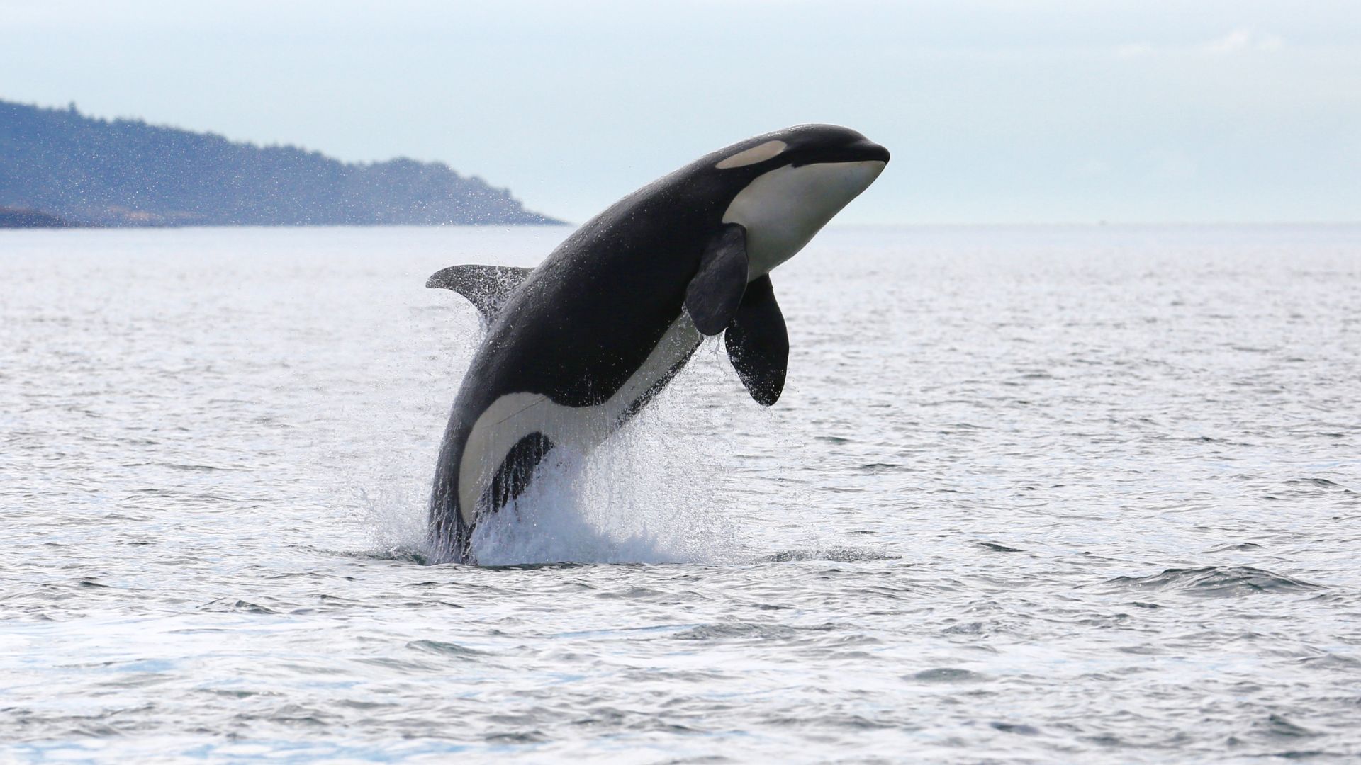 Ein Orca springt vor der Westküste Canadas bei Victoria aus dem Wasser.