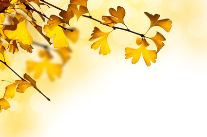 Blätter; Foto: Delphotostock