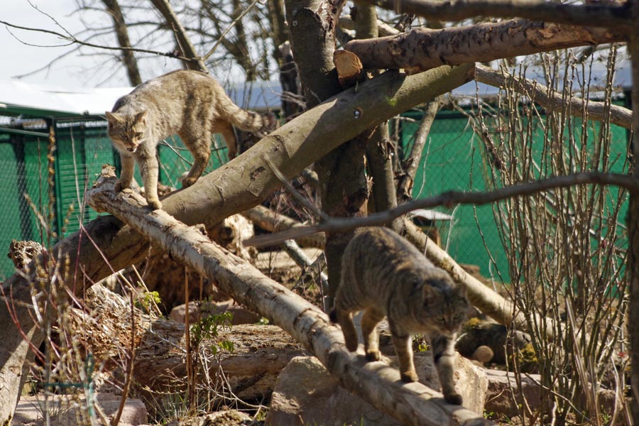 Wildkatzen im Gehege; Foto: Christiane Bohn / BUND