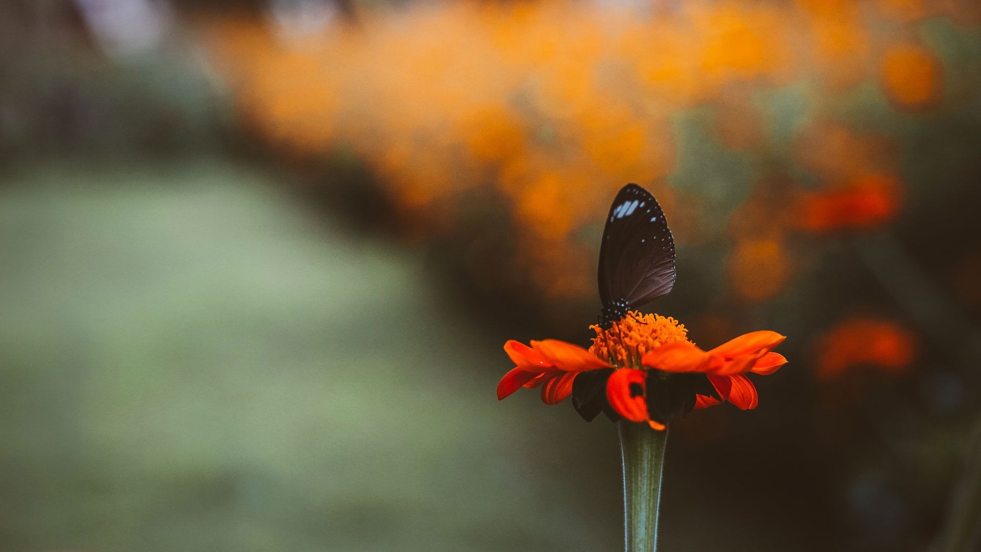 Schmetterling im Garten. Foto: Jardo de la Pena / unsplash.com