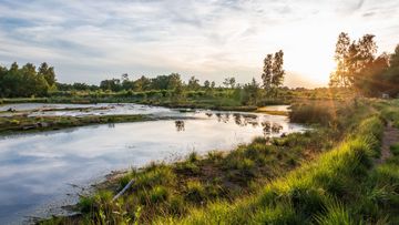 Wir bewahren die letzten Moore Deutschlands! So z.B. die Diepholzer Moorniederung; Foto: Wlad 74 / Shutterstock.com