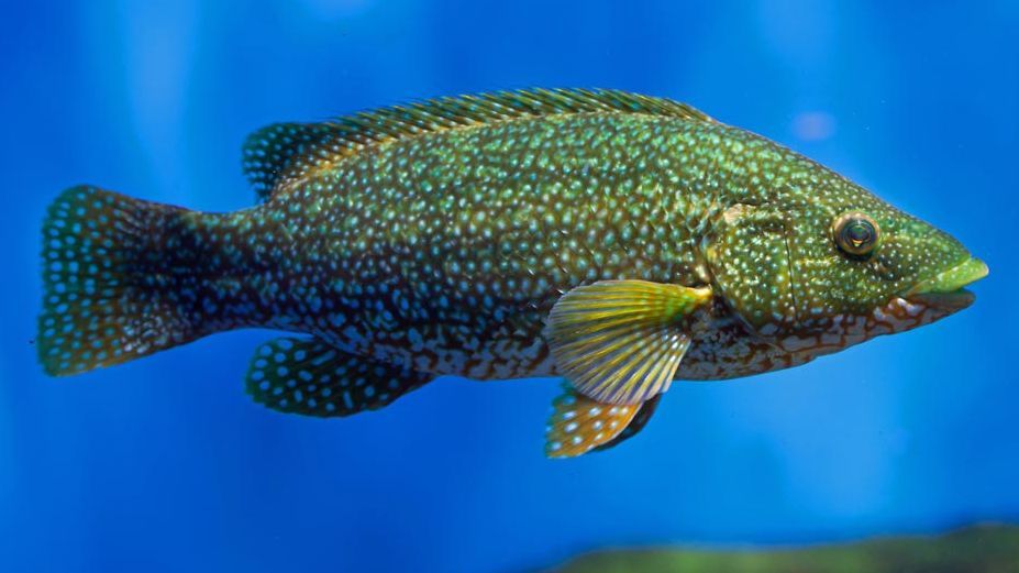Gefleckter Lippfisch; Foto: istock.com / wrangel
