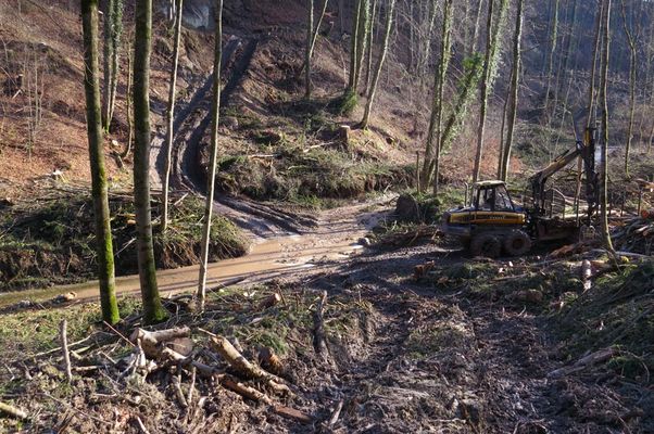 Naturschutzgebiet Pähler Schlucht: Massive Zerstörungen, starkes Ausholzen, kubikmeterweise Schlamm in den Burgleitenbach; Foto: Helmut Hermann