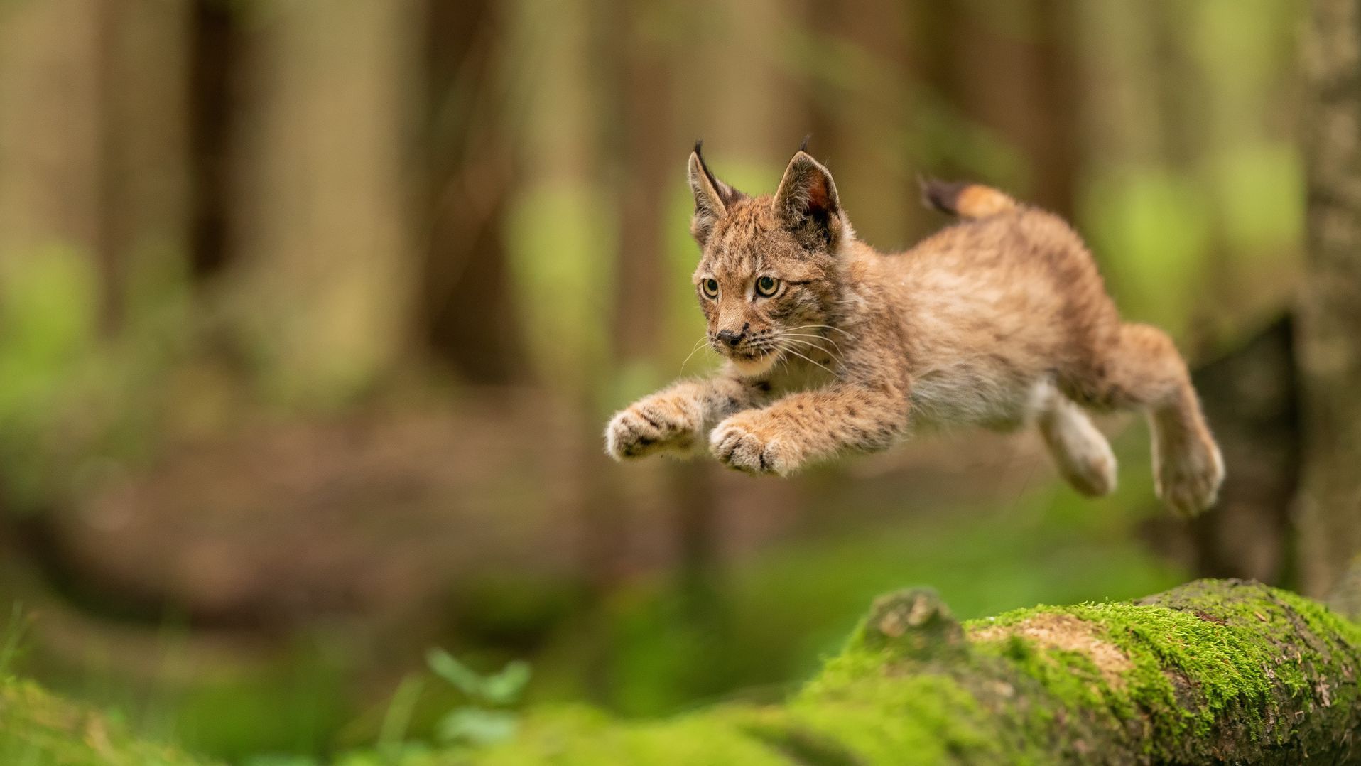 Junger Luchs im Sprung. Foto: Stanislav Duben / shutterstock.com