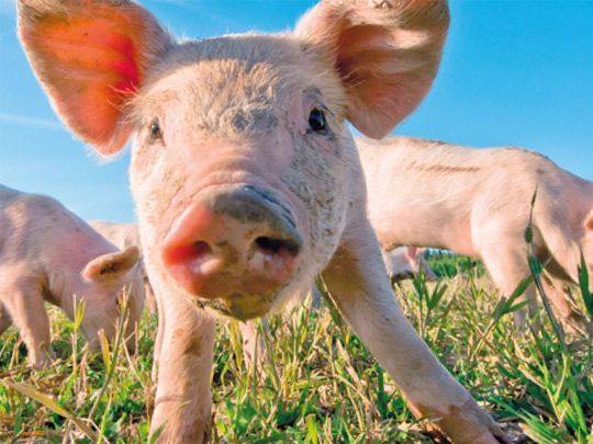 Schwein auf Wiese; Foto: TalseN / Shutterstock