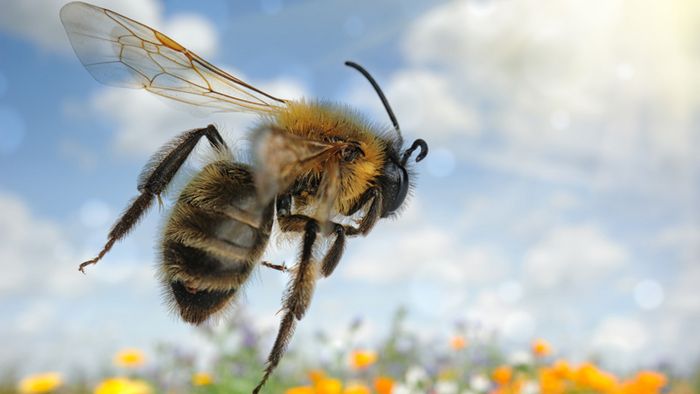 Biene fliegt über Blumenwiese. Foto: Grecaud Paul / fotolia.com