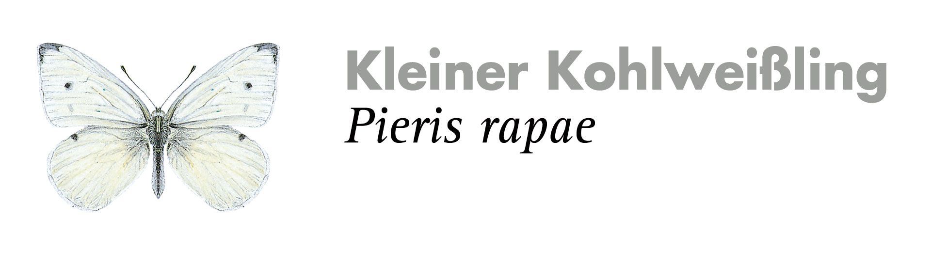 Kleiner Kohlweißling. Grafik: Haupt Verlag AG