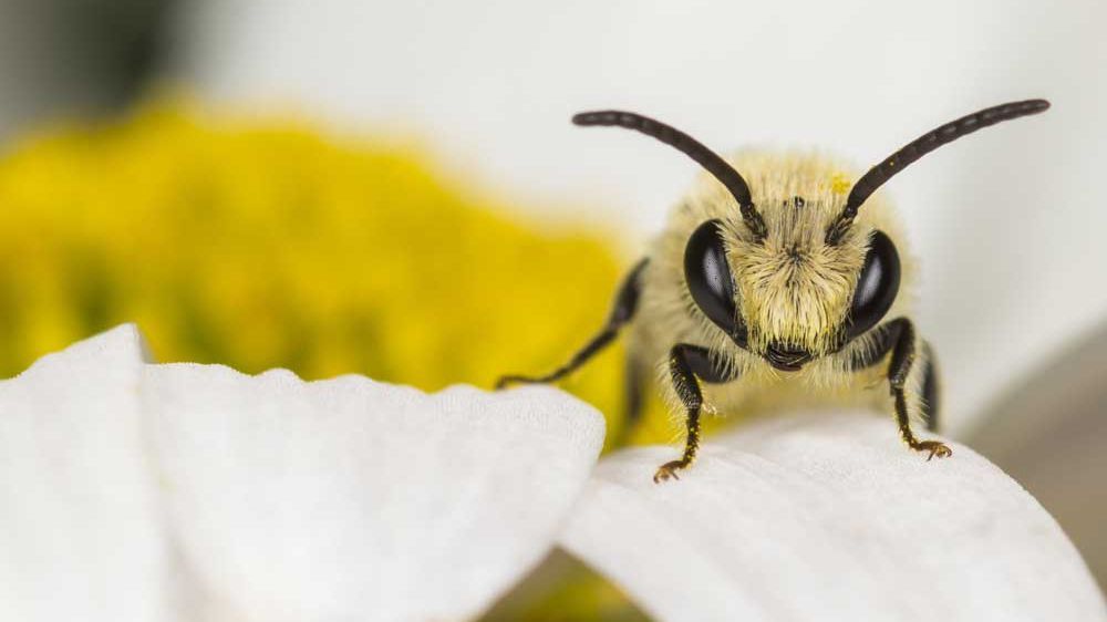 Seidenbienen-Männchen auf der Blüte einer Magerwiesen-Margerite; Foto: Naturbildarchiv Günter