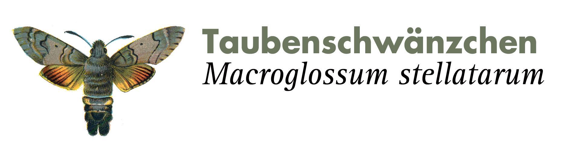 Taubenschwänzchen. Grafik: Haupt Verlag AG