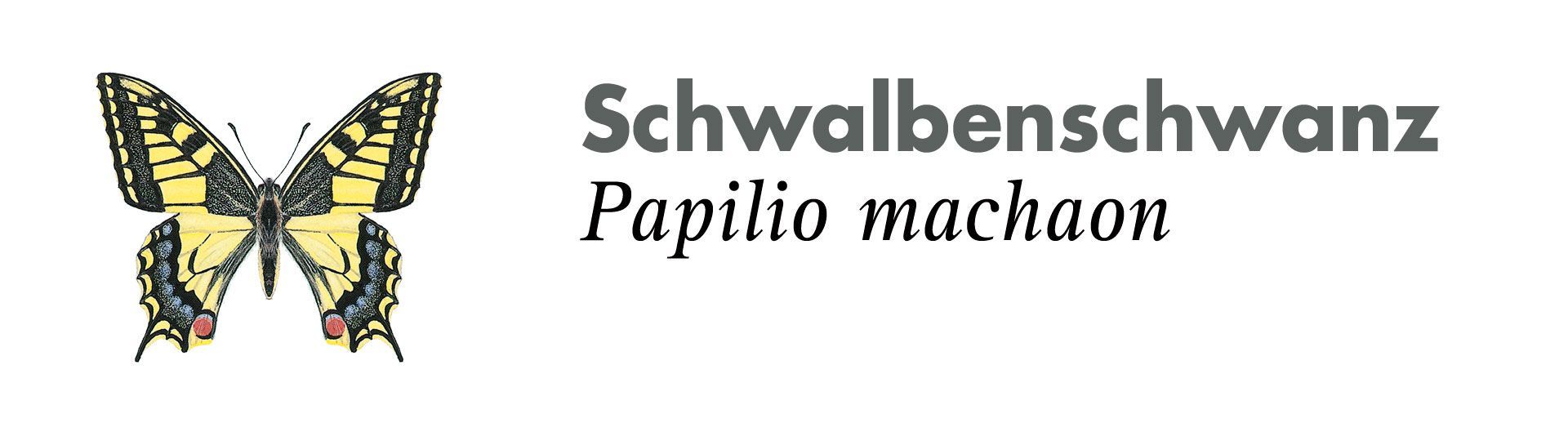 Schwalbenschwanz. Grafik: Haupt Verlag AG