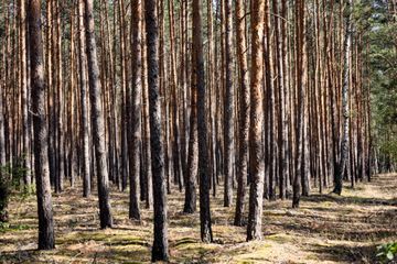 Wald in der Lieberoser Heide. Foto: Jörg Farys / BUND