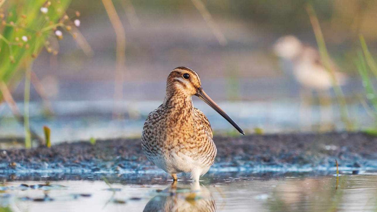 Bekassine im Wasser. Foto: : drakulieren / iStock