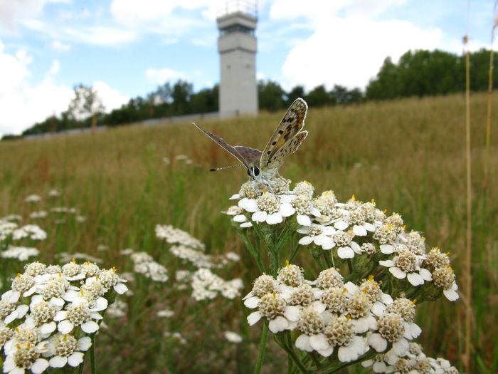 Grenzturm und Feuerfalter.