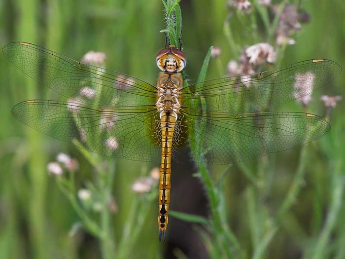 Weibchen der Wanderlibelle; Foto: Michael Post / GdO