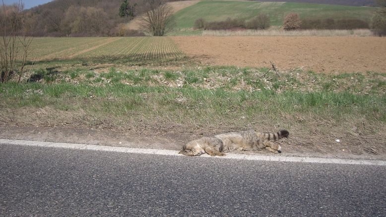Der Straßentod ist die häufigste Todesursache bei Wildkatzen; Foto: Simon Olaf / BUND
