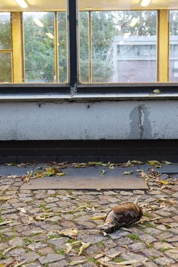 Eine Waldschnepfe liegt tot vor einem Glasgebäude auf dem Boden.