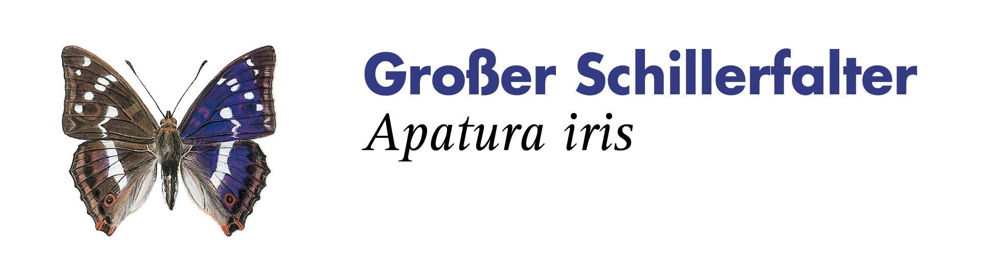 Großer Schillerfalter. Grafik: Haupt Verlag AG