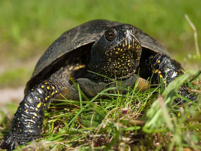 Europäische Sumpfschildkröte