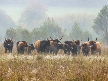 Heckrinder am Bodensee. Foto: Franz Beer. 