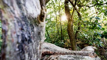 Naturnaher Wald. Foto: Jörg Farys / BUND