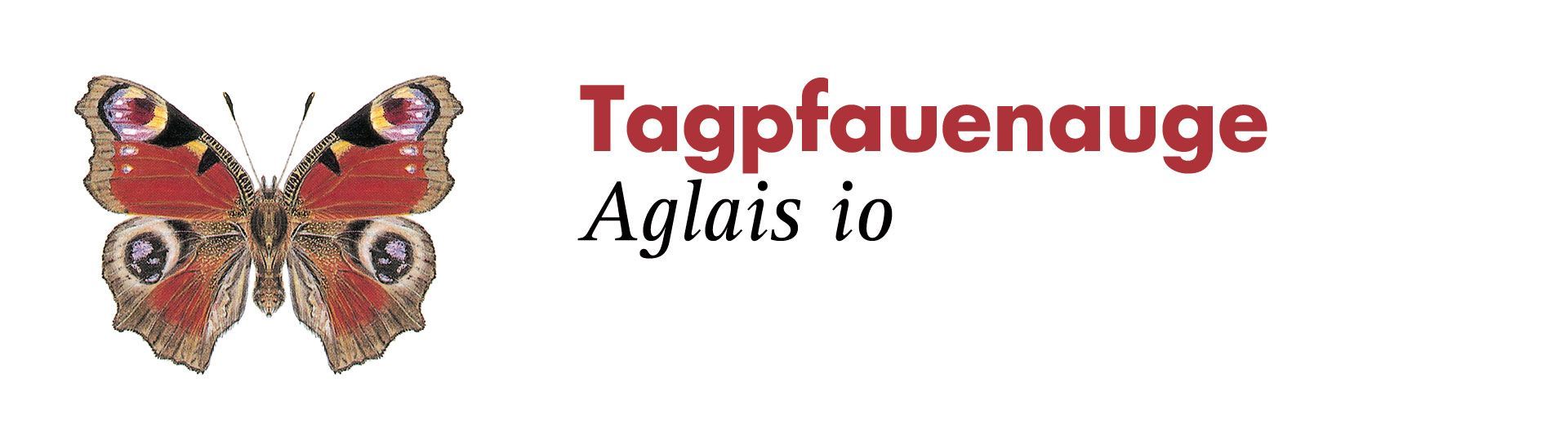 Tagpfauenauge. Grafik: Haupt Verlag AG