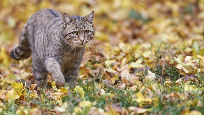 Wildkatze im Herbstlaub. Foto: © mrr / Fotolia.com