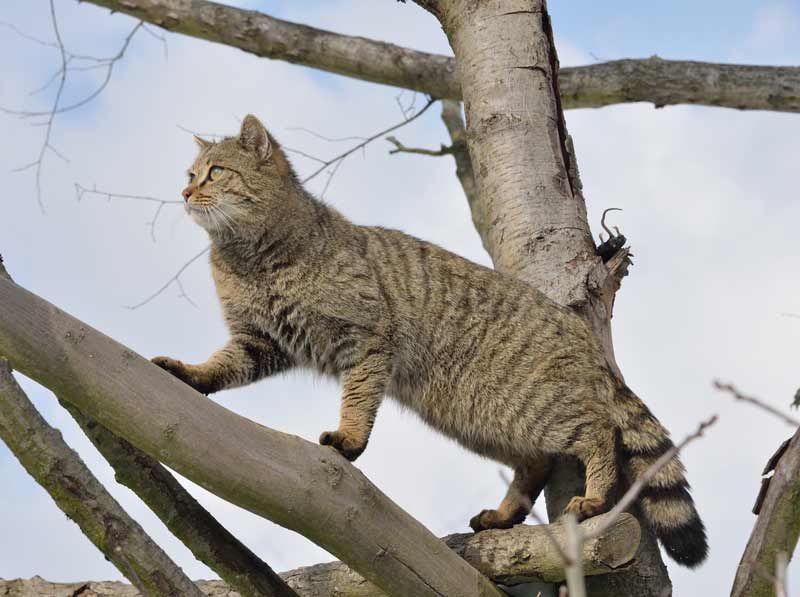 Wildkatze klettert Baum hoch. Foto: Thomas Stephan