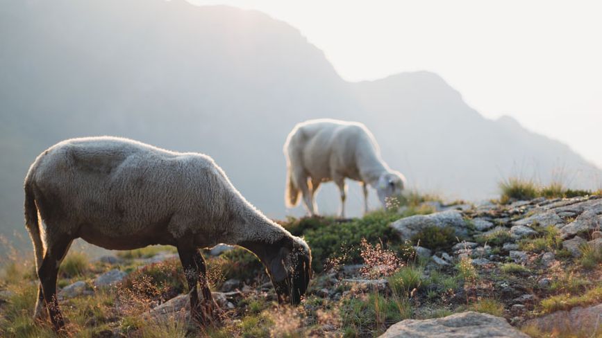 Schafe auf der Wiese. Foto: Luka Tomac / Friends of the Earth Europe