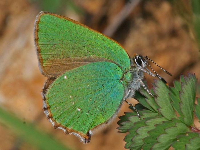 Schmetterling des Jahres 2020: Grüner Zipfelfalter