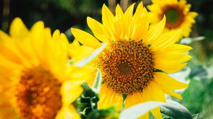Sonnenblume. Foto: Papaver rhoeas / CC0 1.0 / unsplash.com