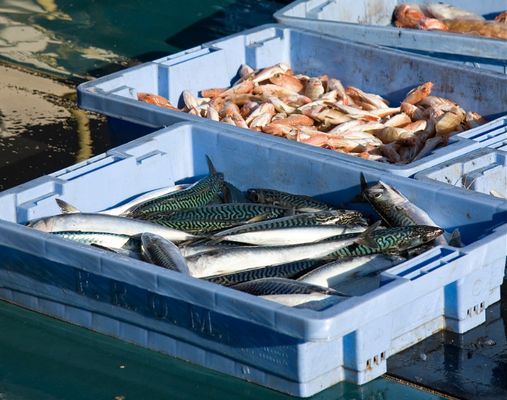 Überfischung der Meere: Alles für den Fischmarkt