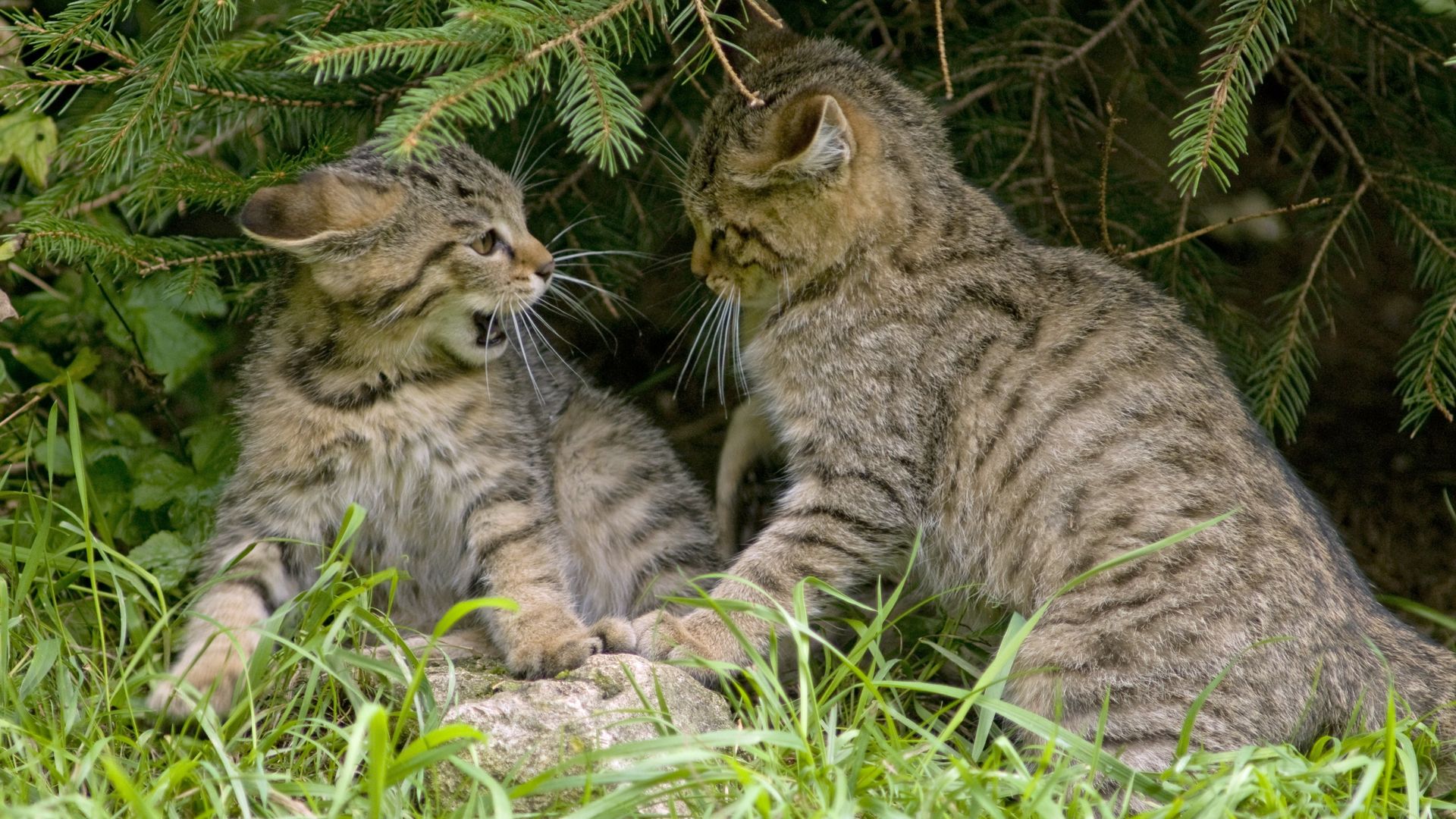 Wildkatzen spielen. Foto: Thomas Stephan / BUND