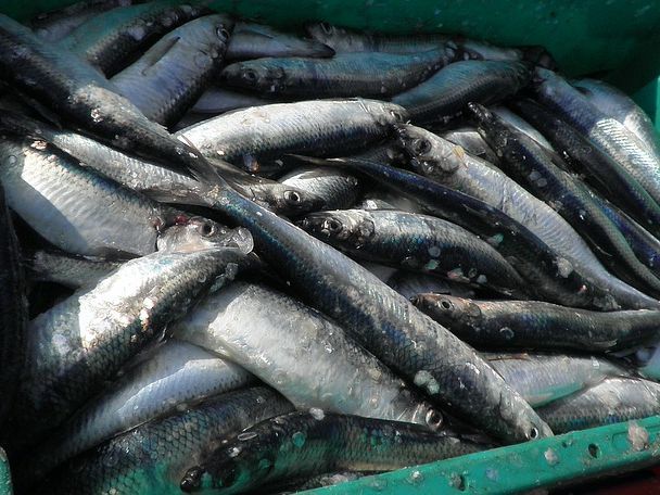 Fischereipolitik: Überfischung lässt Bestände schrumpfen