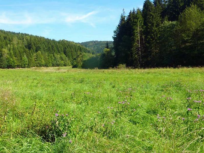 Das geschützte Tettautal im Thüringer Schiefergebirge