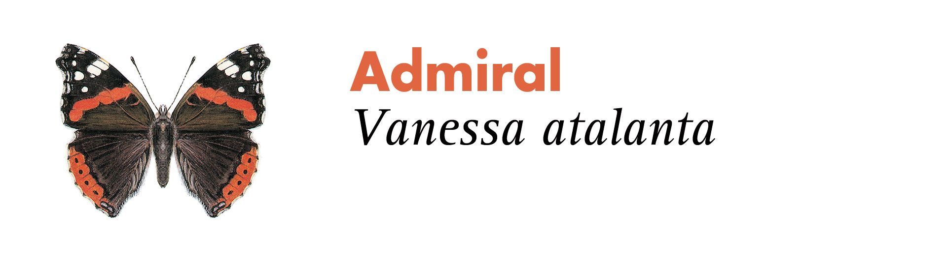 Admiral. Grafik: Haupt Verlag AG