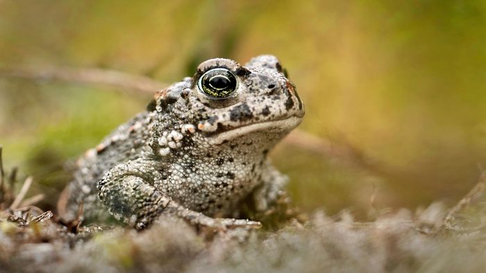 Kreuzkröte. Foto: Frank Vassen / Natterjack toad (Epidalea calamita), Schiermonnikoog, Netherlands / CC BY 2.0 / flickr.com