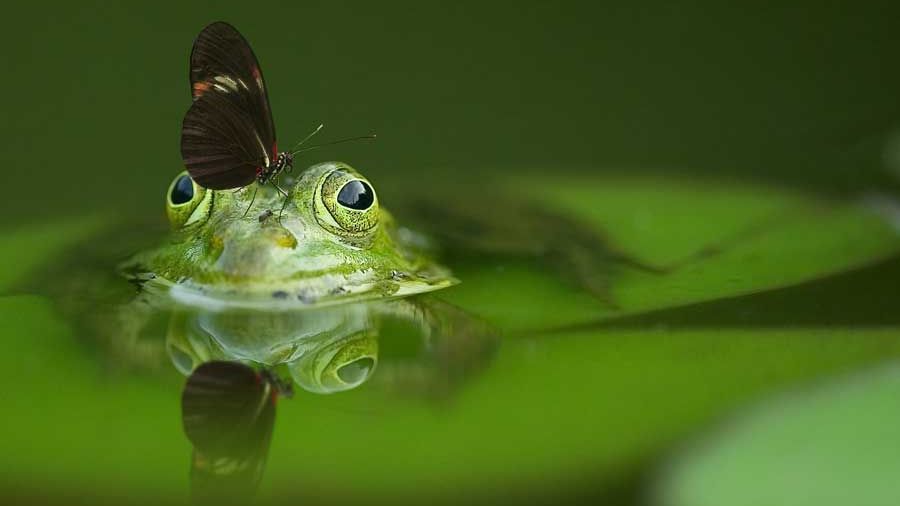 Frosch mit Schmetterling; Foto: FrankWinkler / CC0 / pixabay.com