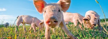 Glückliche Schweine; Foto: TalseN / Shutterstock