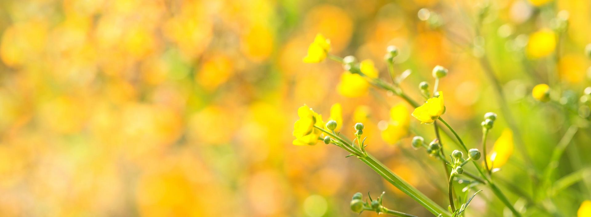 Blumenwiese im Sommer; Foto: © Floydine - Fotolia.com