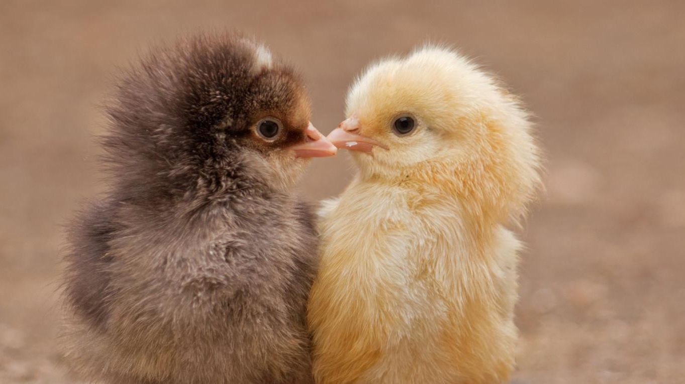 Zwei Küken. Foto: Cornelia Anghel / shutterstock.com