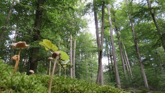Im Steigerwald gibt es noch wertvolle alte Buchenwälder; Foto: Nicola Uhde
