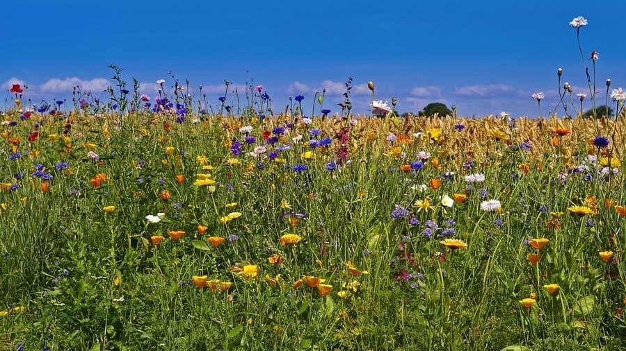 Ackerrandstreifen mit Wildblumen für Wildbienen; Foto: KRiemer / pixabay.com
