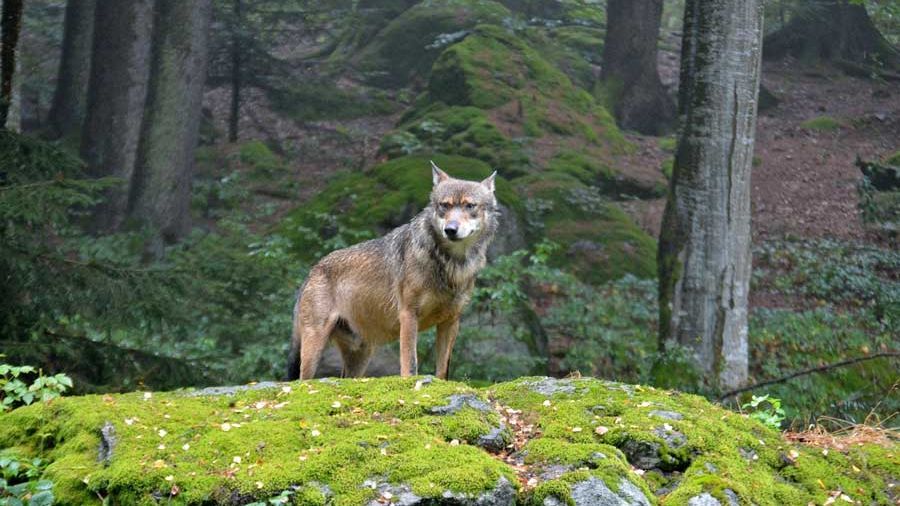 Wolf im Nationalpark Bayerischer Wald.