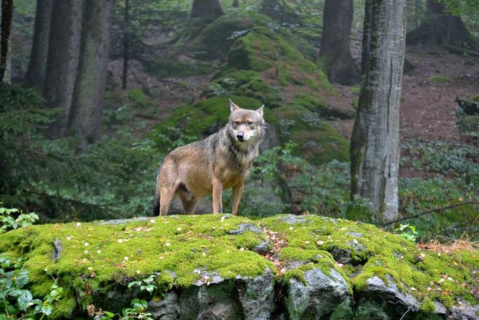 Wolf im Nationalpark Bayerischer Wald.