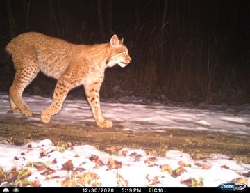 Luchs im thüringischen Eichsfeld. 