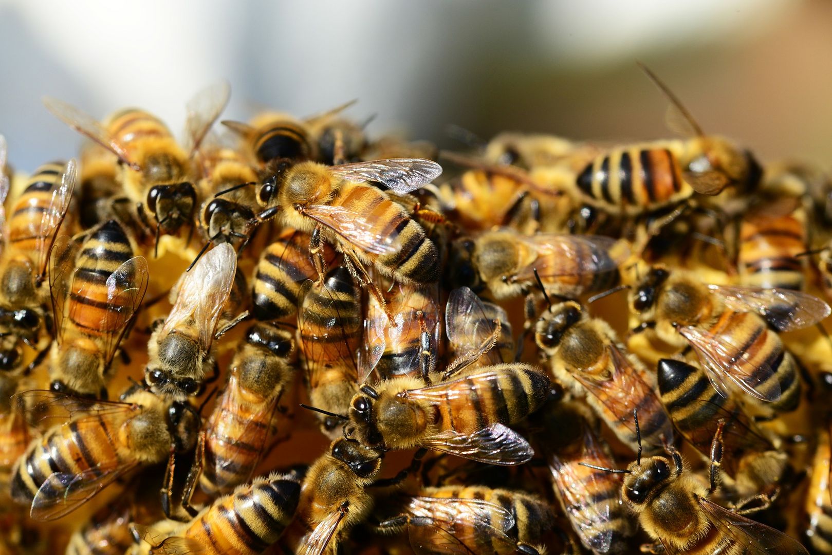 Honigbienen. Foto: PollyDot / CC0 1.0 / pixabay.com